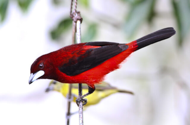 Crimson-backed Tanager