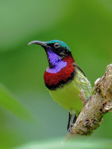 Crimson-backed Sunbird