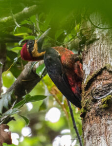 Crimson-bellied Woodpecker