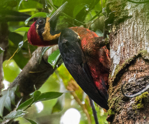 Crimson-bellied Woodpecker