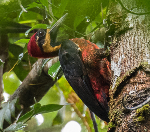 Splendid Woodpecker