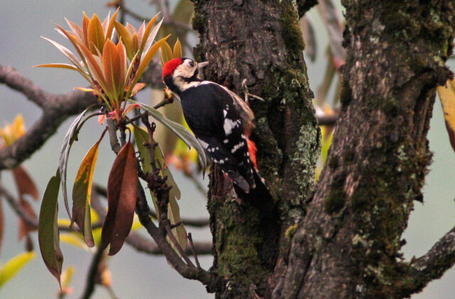 Necklaced Woodpecker