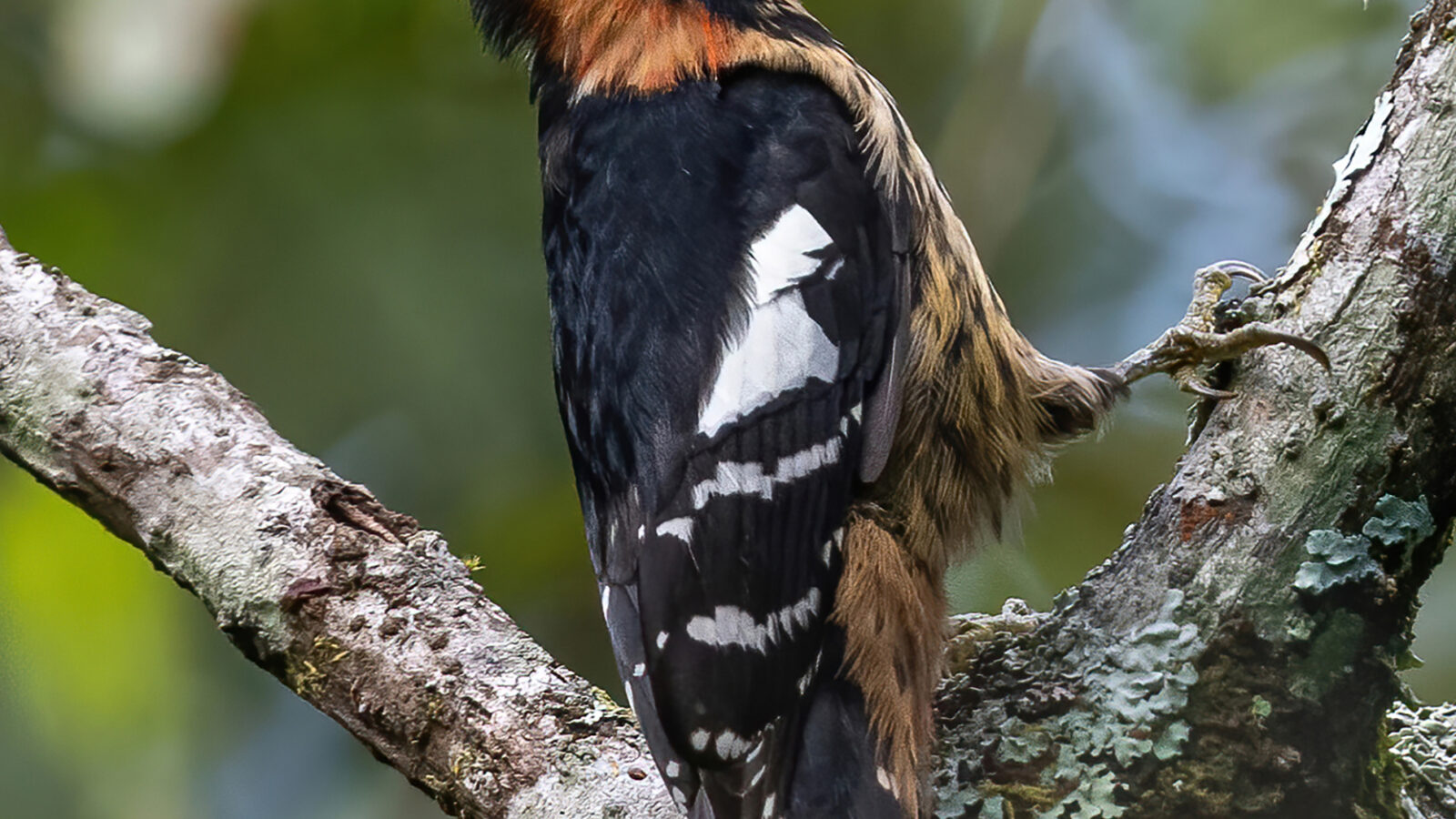 Crimson-naped Woodpecker