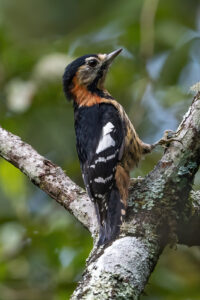 Crimson-naped Woodpecker