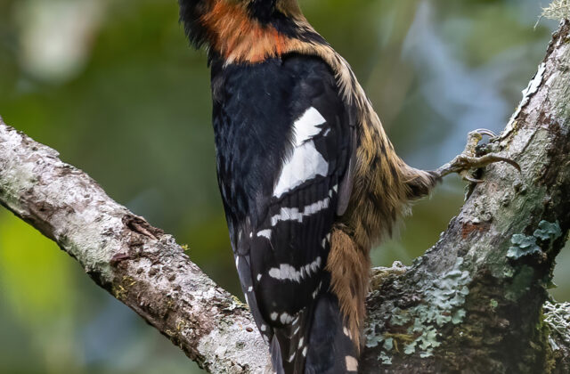 Crimson-naped Woodpecker