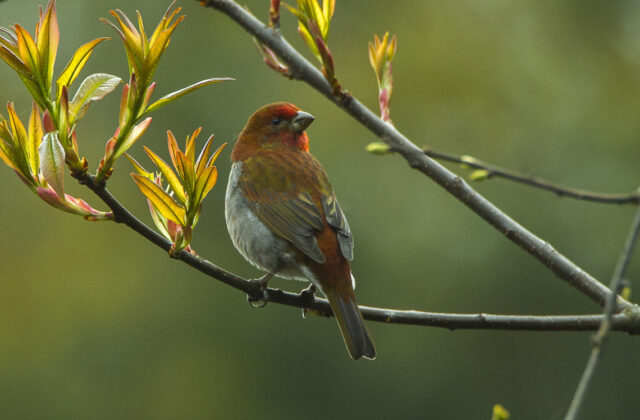 Crimson-browed Finch