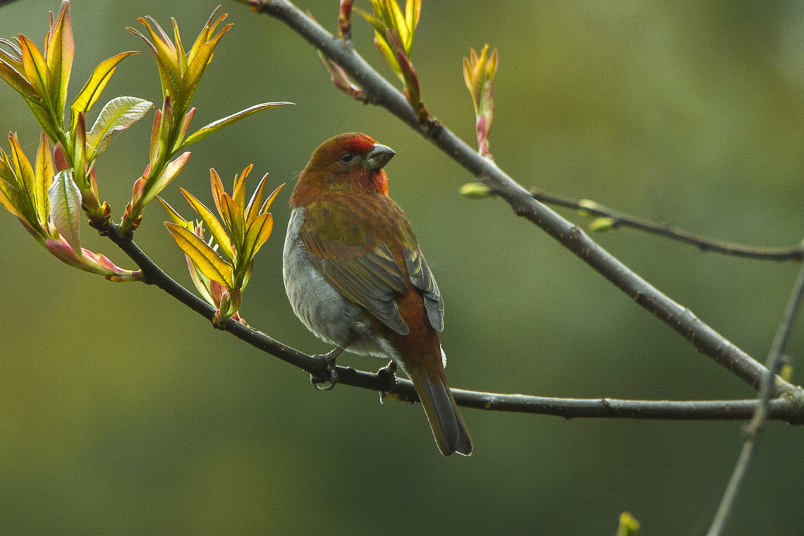 Crimson-browed Finch