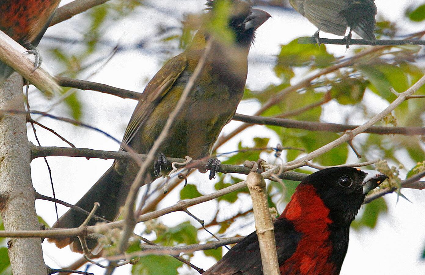 Crimson-collared Grosbeak