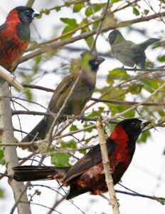 Crimson-collared Grosbeak