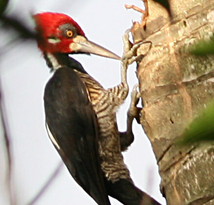 Crimson-crested Woodpecker