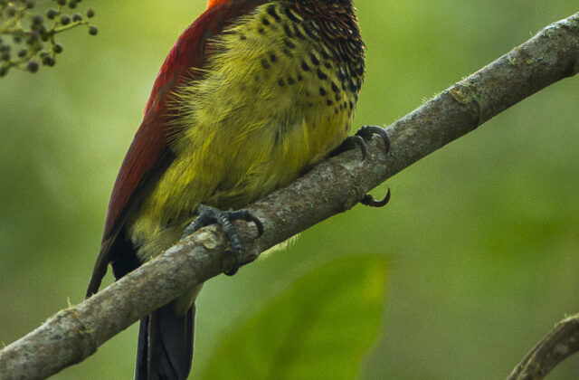 Crimson-mantled Woodpecker