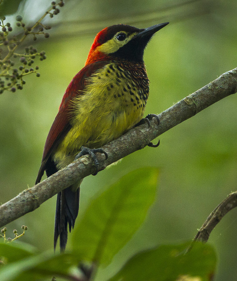 Crimson-mantled Woodpecker