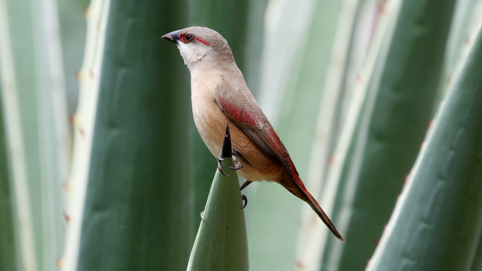Crimson-rumped Waxbill
