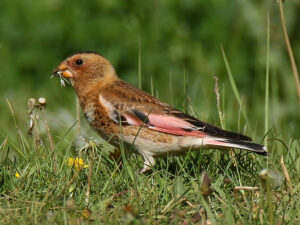 Crimson-winged Finch