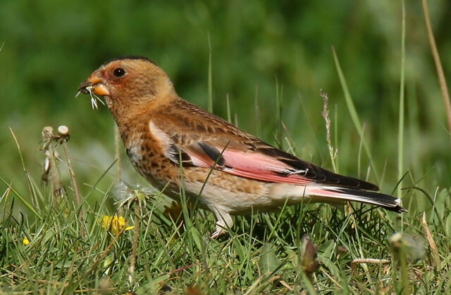 Crimson-winged Finch