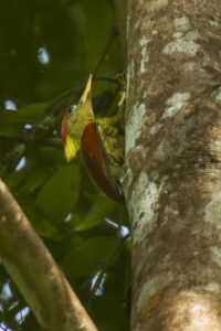 Crimson-winged Woodpecker