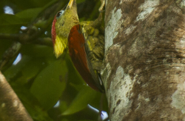 Crimson-winged Woodpecker
