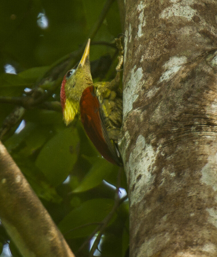 Crimson-winged Woodpecker