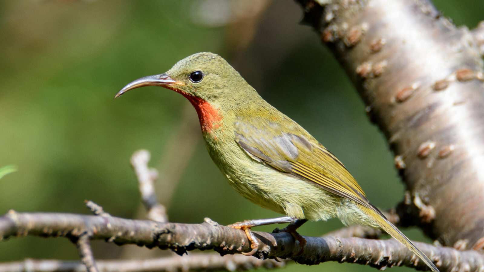 Crimson Sunbird