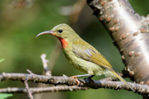 Crimson Sunbird