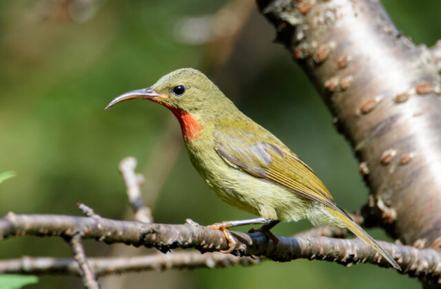 Crimson Sunbird