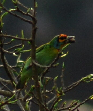 Crimson-fronted Barbet