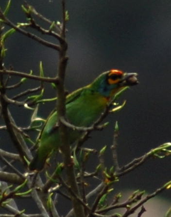 Crimson-fronted Barbet