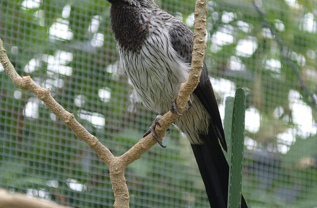 Western Plantain-eater