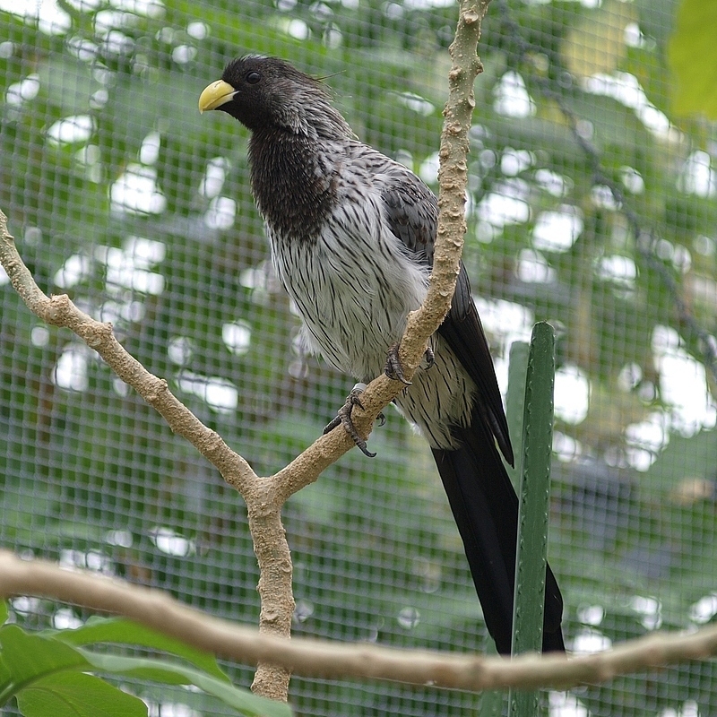 Western Plantain-eater