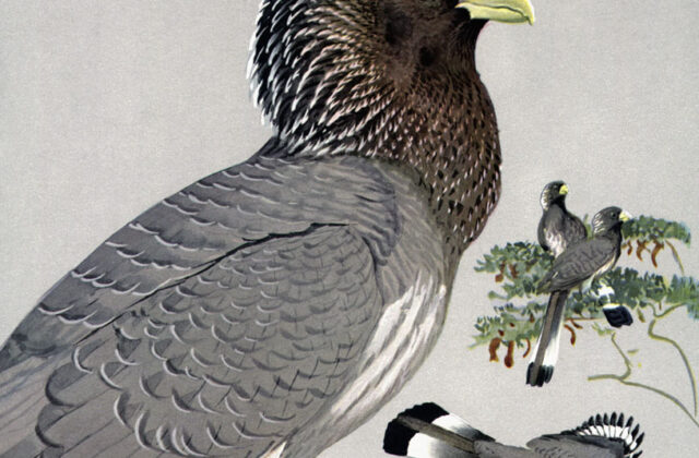 Eastern Plantain-eater