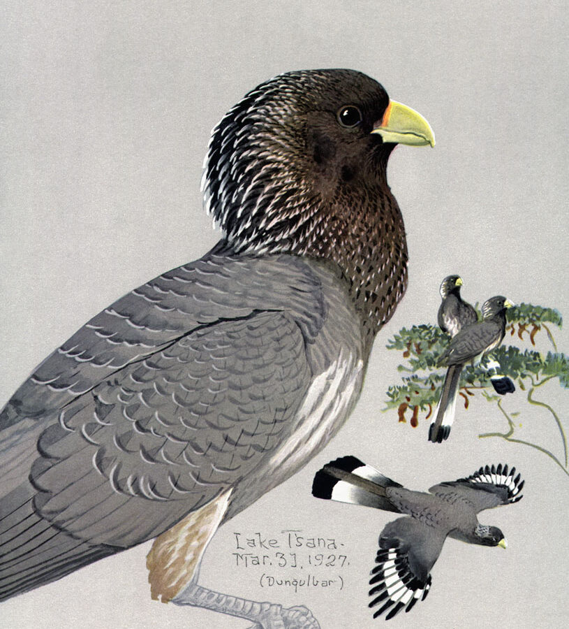 Eastern Plantain-eater
