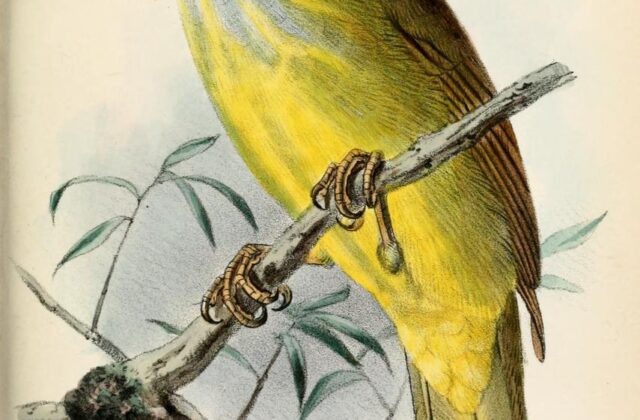 Palawan Bulbul