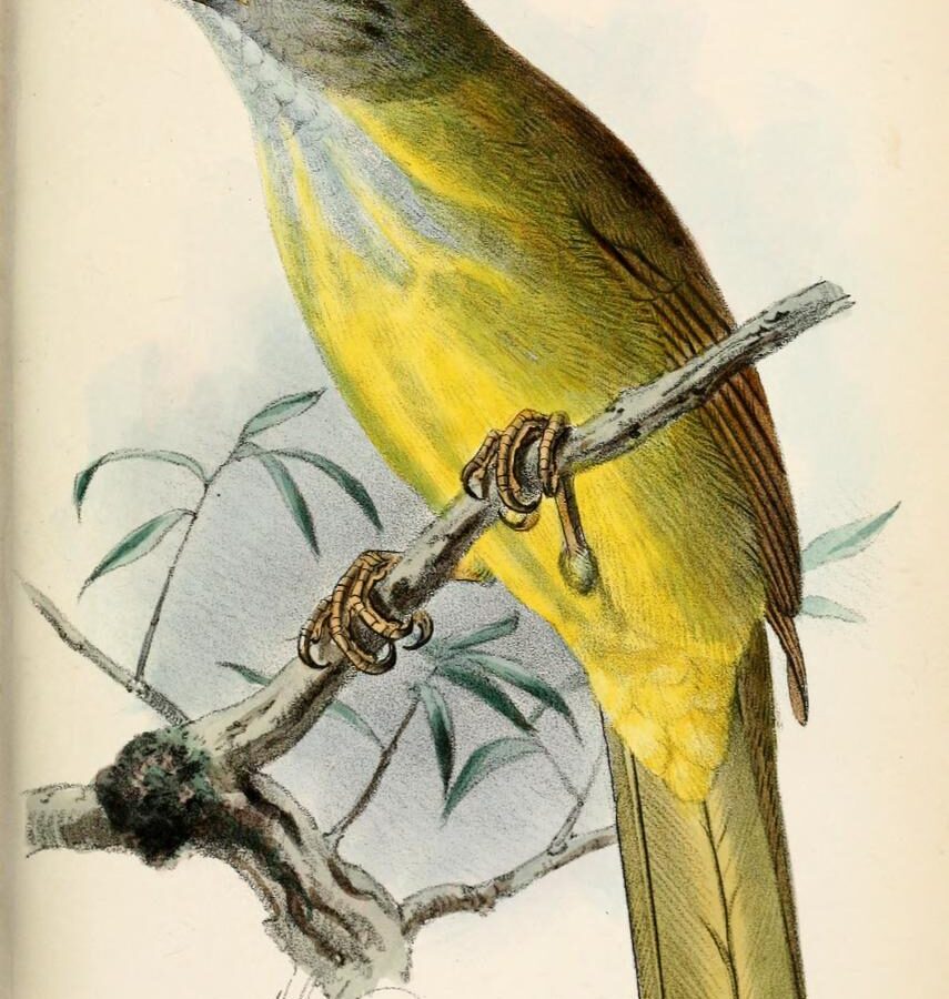 Palawan Bulbul