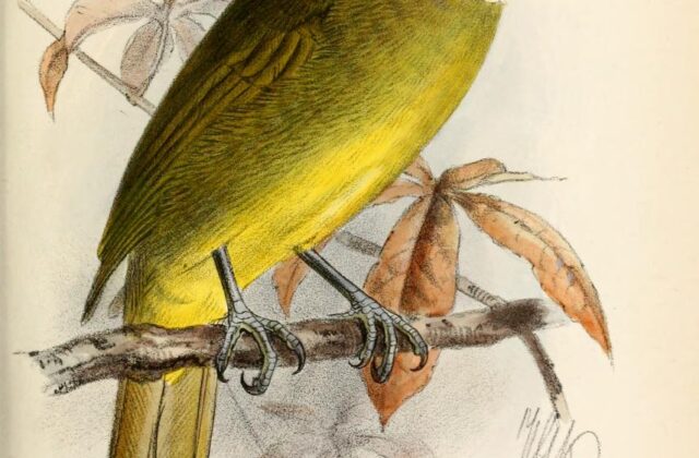 Red-tailed Greenbul