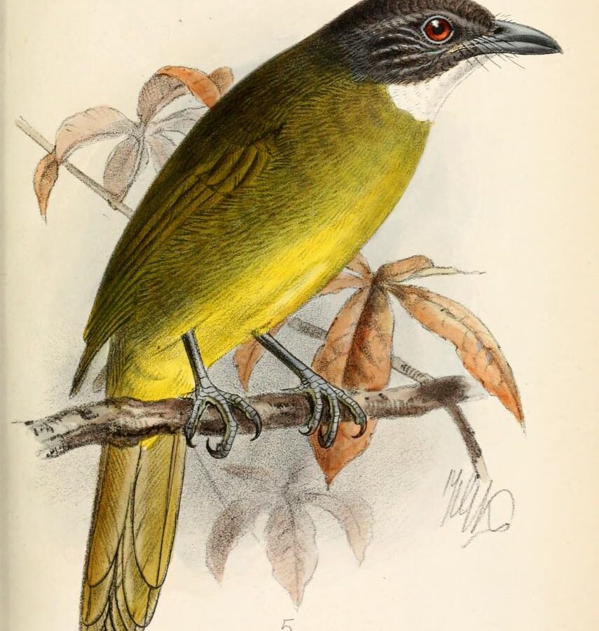 Red-tailed Greenbul