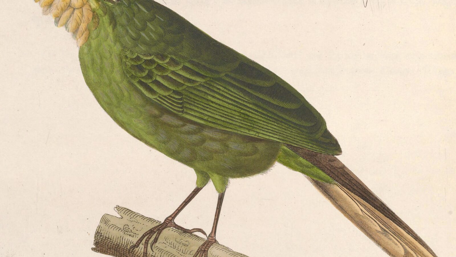 Western Bearded Greenbul