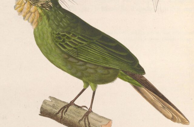 Western Bearded Greenbul