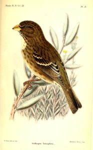 Protea Canary