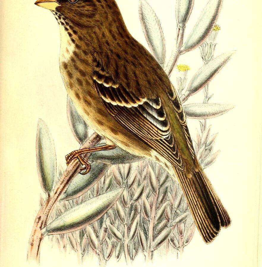 Protea Canary