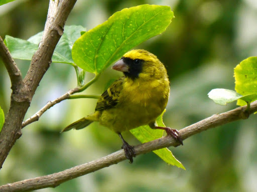 Black-faced Canary