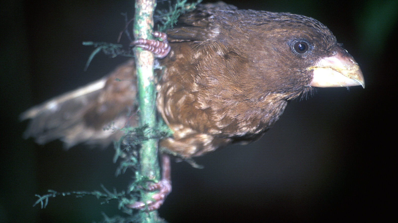Sao Tome Grosbeak