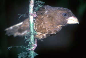 Sao Tome Grosbeak