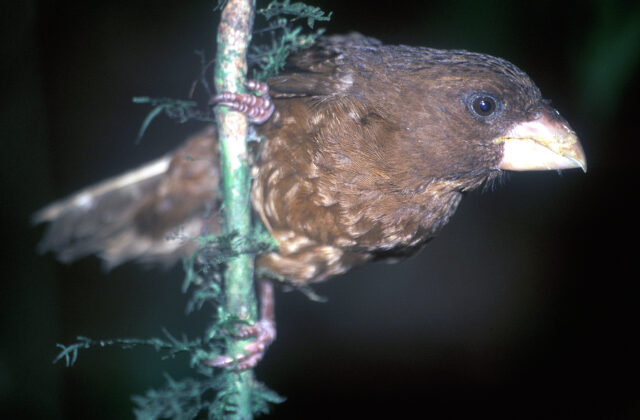 Sao Tome Grosbeak