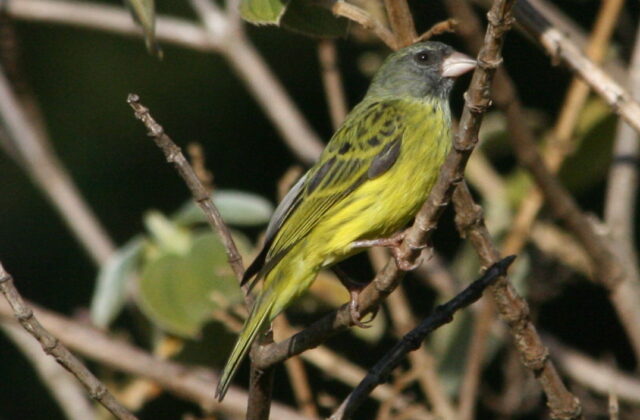Southern Citril