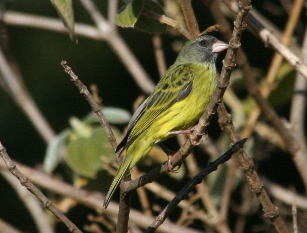 Southern Citril