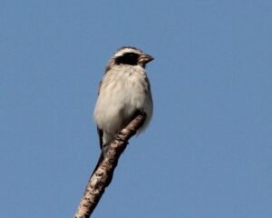 Black-eared Seedeater