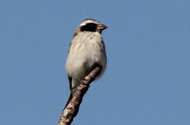 Black-eared Seedeater
