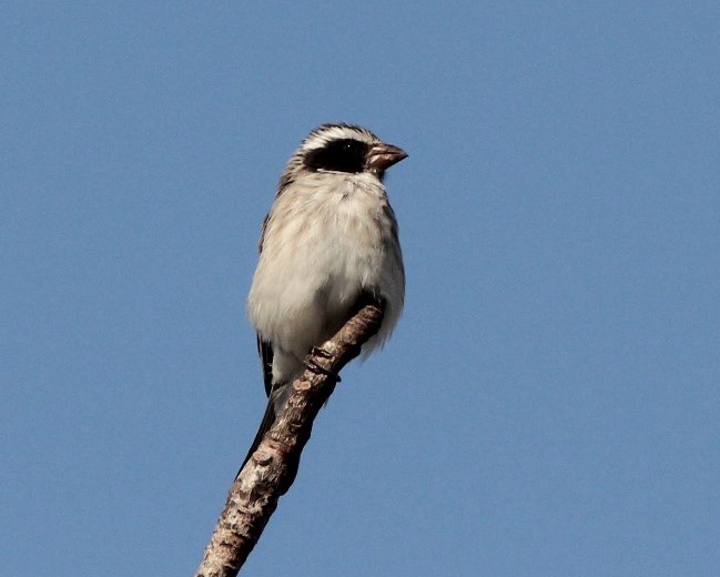 Black-eared Seedeater