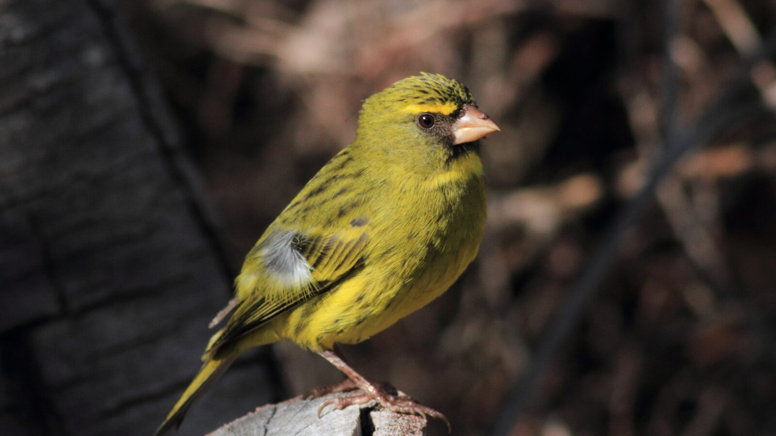 Forest Canary