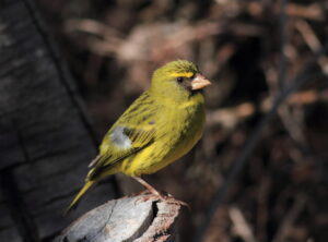 Forest Canary